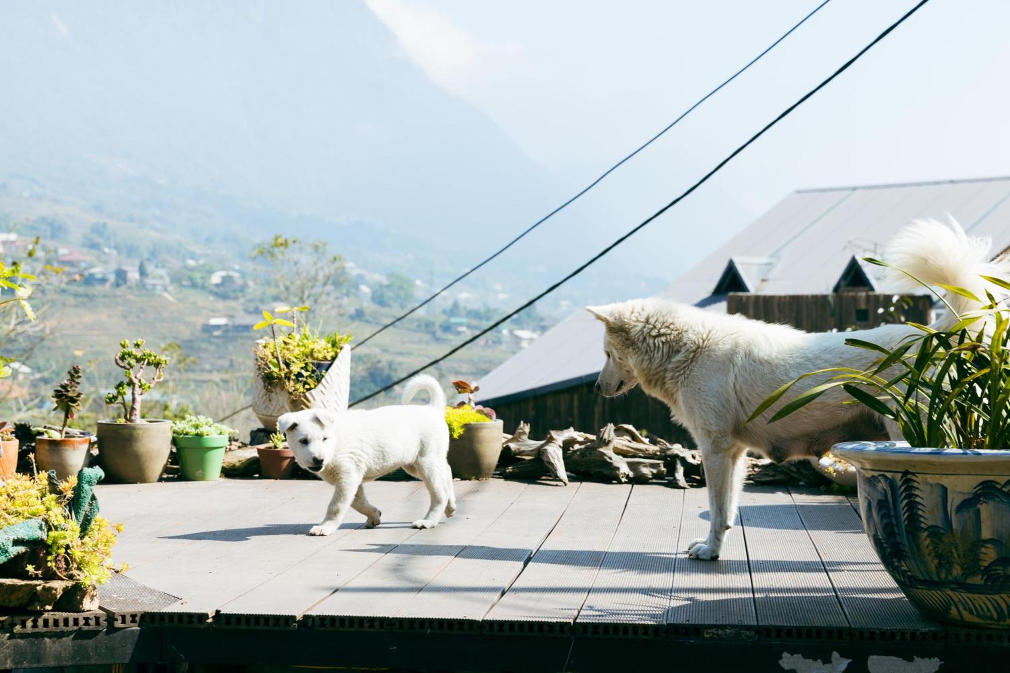 Sapa Plum Eco House Hotel ภายนอก รูปภาพ