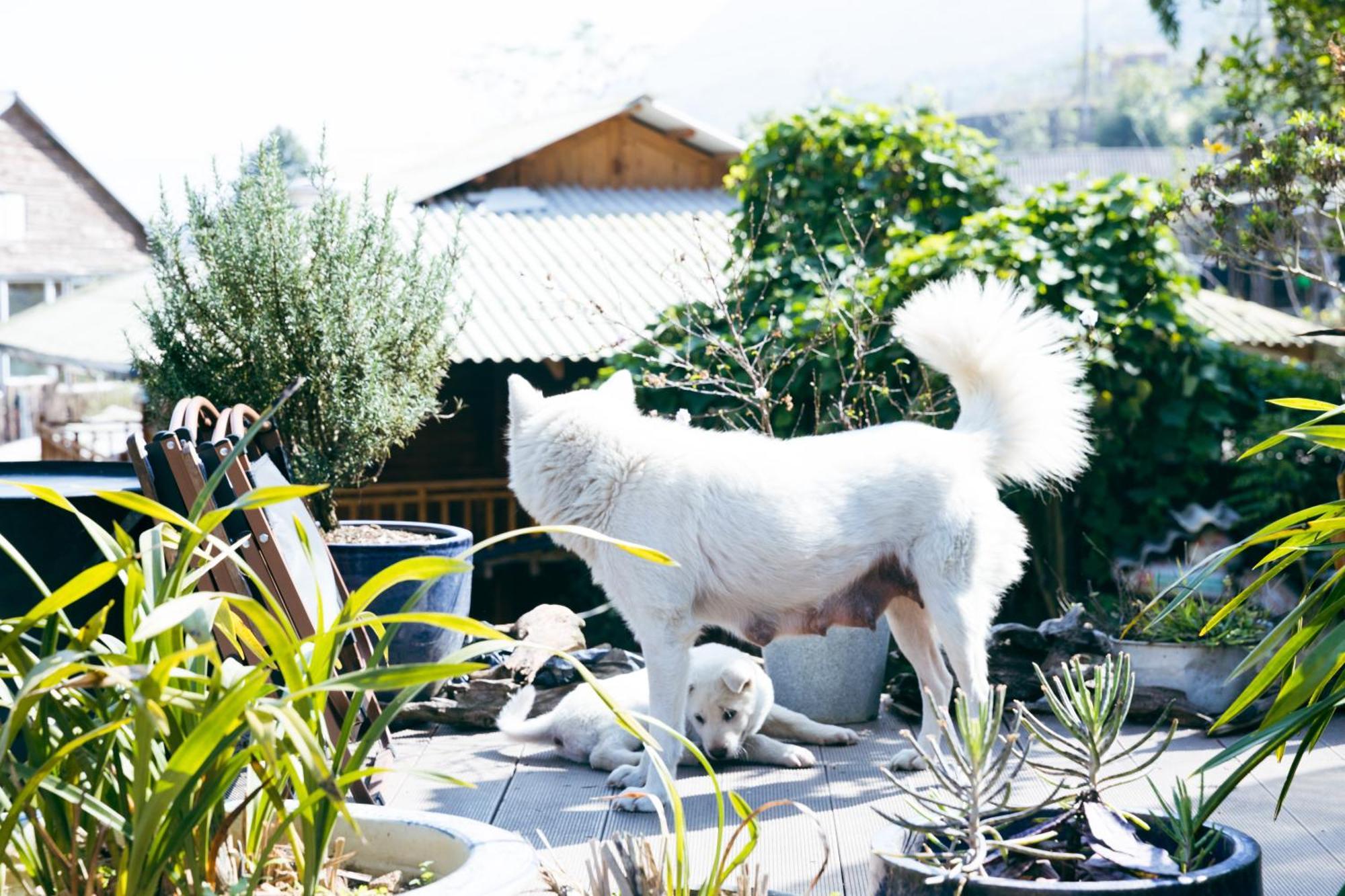 Sapa Plum Eco House Hotel ภายนอก รูปภาพ